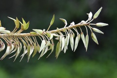 Alvaradoa amorphoides