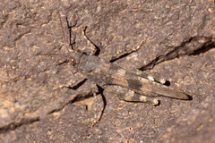 Oedipodinae