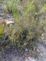 Passerina obtusifolia