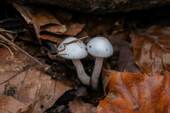 Hygrophorus eburneus