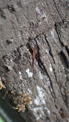 Hydrometra stagnorum