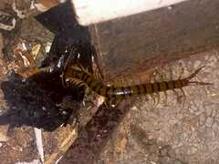 Ethmostigmus rubripes