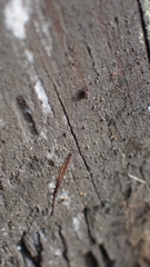 Hydrometra stagnorum