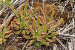 Drosera hilaris