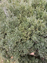 Buxus