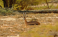 Speke's Gazelle photo 3