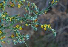 Acmispon procumbens procumbens