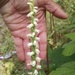 Case's Ladies' Tresses - Photo (c) Scott Schuette, some rights reserved (CC BY-NC), uploaded by Scott Schuette