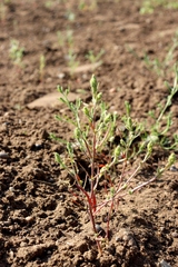 Corispermum marschallii