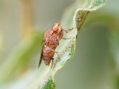 Suillia