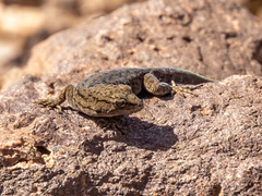 Gekkota