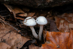 Hygrophorus eburneus
