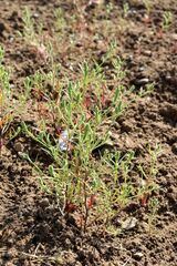 Corispermum marschallii