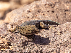 Gekkota