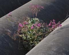 Pelargonium reniforme