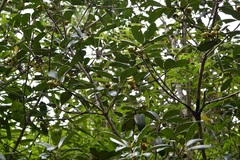 Ternstroemia tepezapote