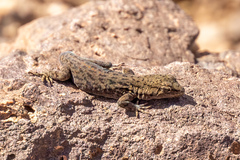 Gekkota