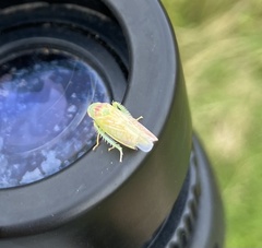 Gyponana octolineata