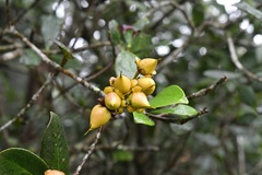 Ternstroemia tepezapote