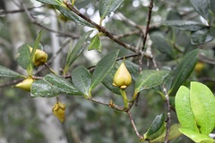 Ternstroemia tepezapote