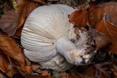 Russula cyanoxantha