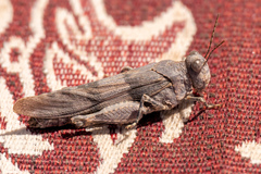 Oedipoda caerulescens