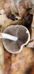 Psathyrella kauffmanii