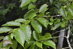 Ulmus ismaelis
