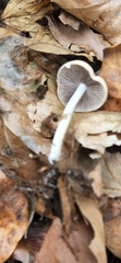 Psathyrella kauffmanii