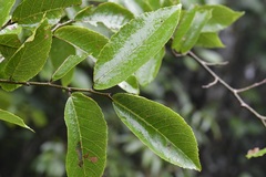 Ulmus ismaelis