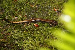 Plethodon vehiculum