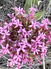 Centranthus ruber
