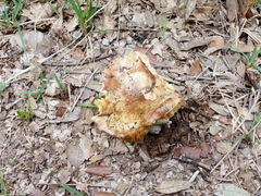 Boletus