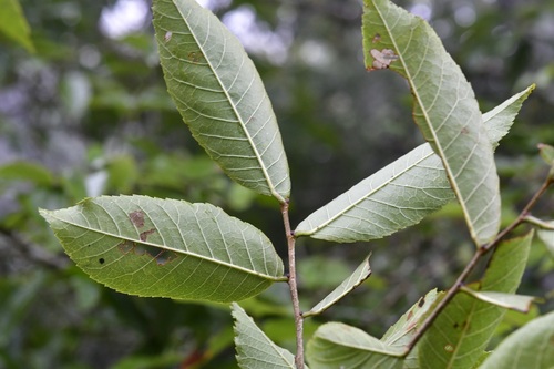 Ulmus ismaelis, photograph 2