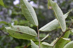 Ulmus ismaelis