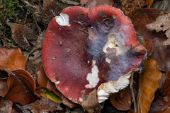 Russula cyanoxantha