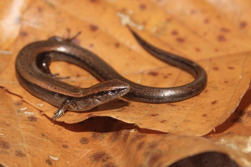 Little Brown Skink