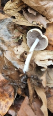 Psathyrella kauffmanii