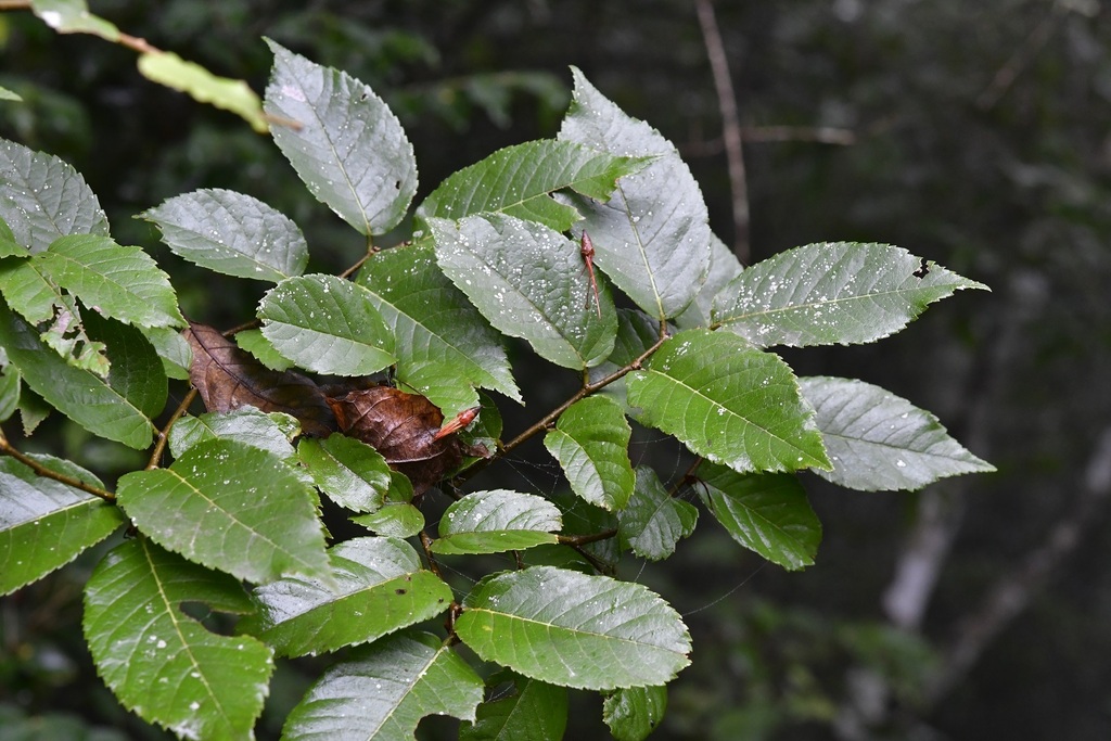Ulmus ismaelis