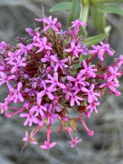 Centranthus ruber