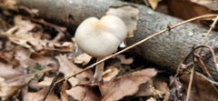 Psathyrella kauffmanii