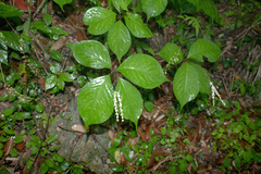 Chloranthus oldhamii