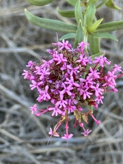 Centranthus ruber