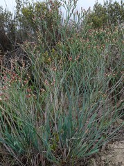 Limonium longifolium
