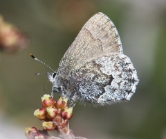 Callophrys fotis