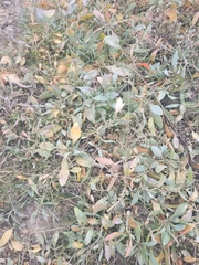 Atriplex verrucifera