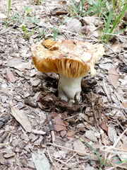 Boletus