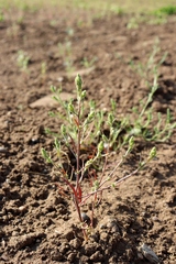 Corispermum marschallii