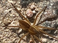 Dolomedes