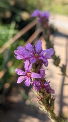 Lythrum salicaria